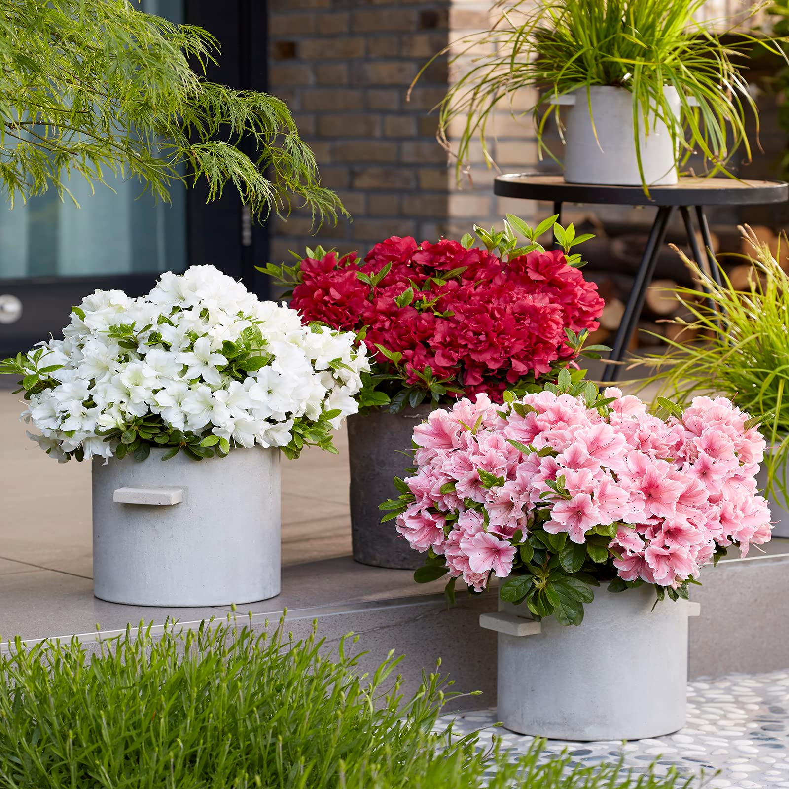 Hayloft Azalea Encore Collection |Rhododendron| Mixed Flowering | Attractive for Pollinators |3 x 9cm Pots