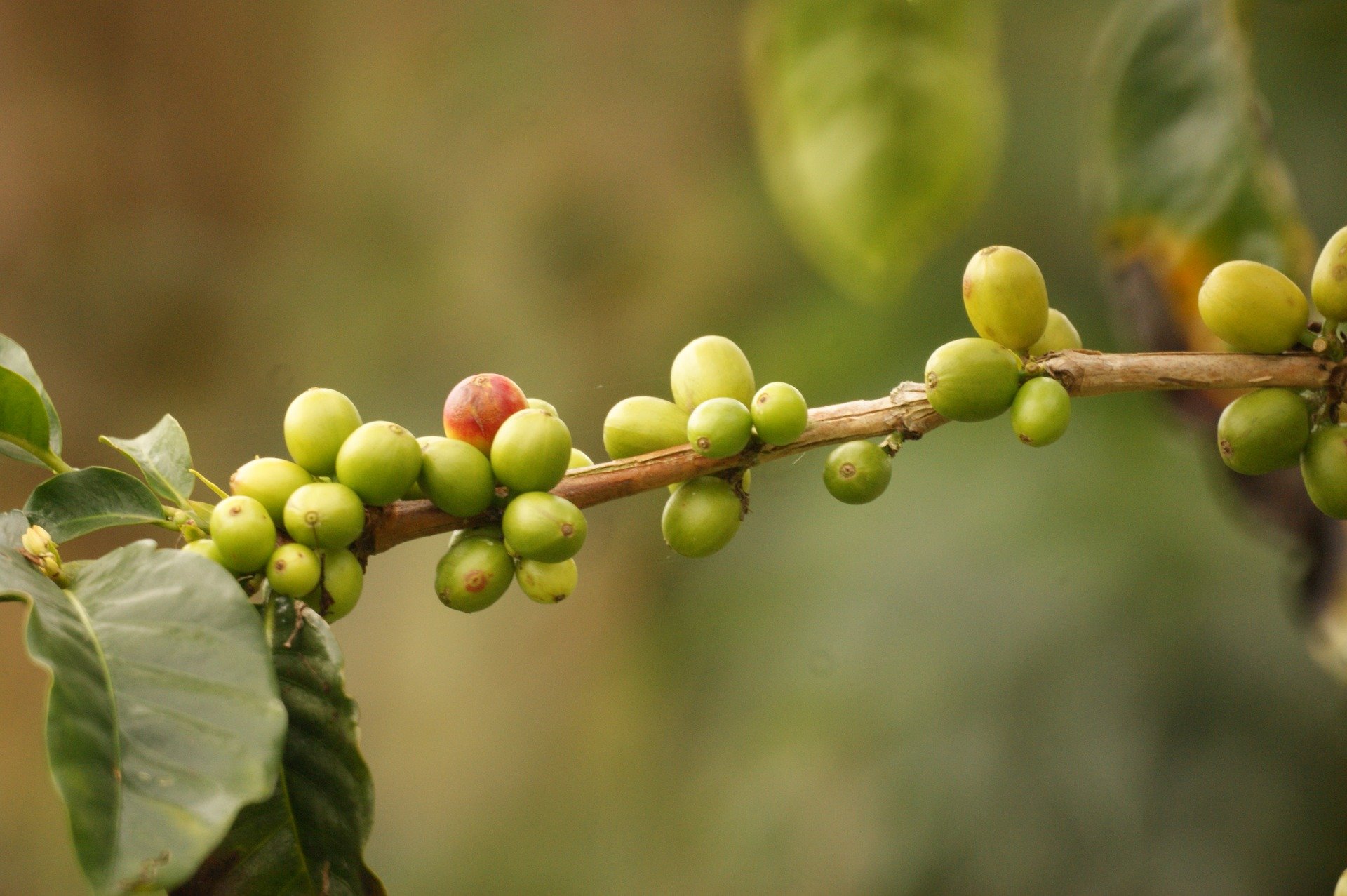C&T Spezialitätenkaffee aus Guatemala (3x1000g) | Single Origin Kaffee | 100% Arabica Kaffeebohnen | Schonende Trommelröstung | säurearm & frisch geröstet | Schokolade & Biscuit | Ganze Bohnen