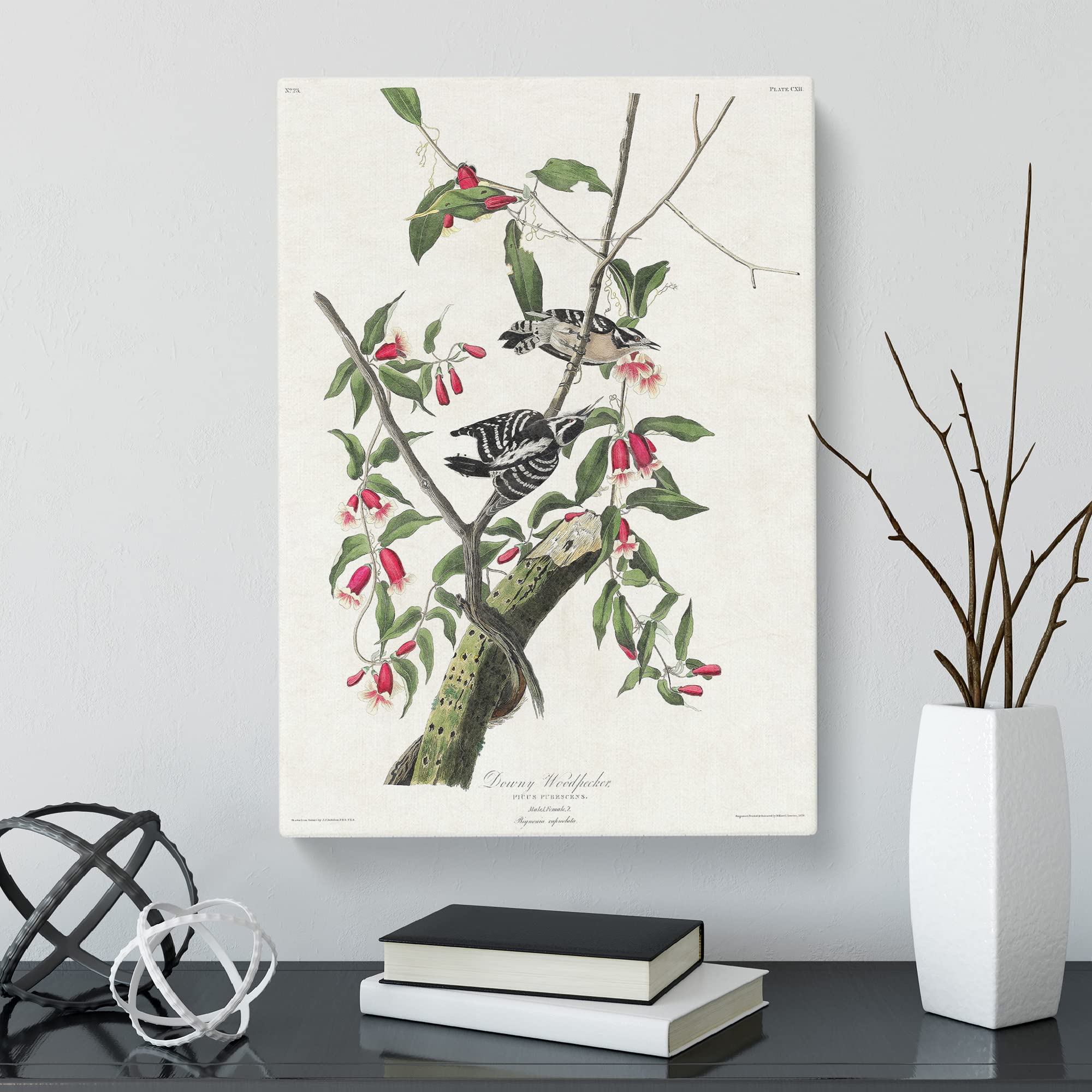 Downy Woodpeckers By John James Audubon Canvas Print, Mixed, 25L x 50W cm - Image 3