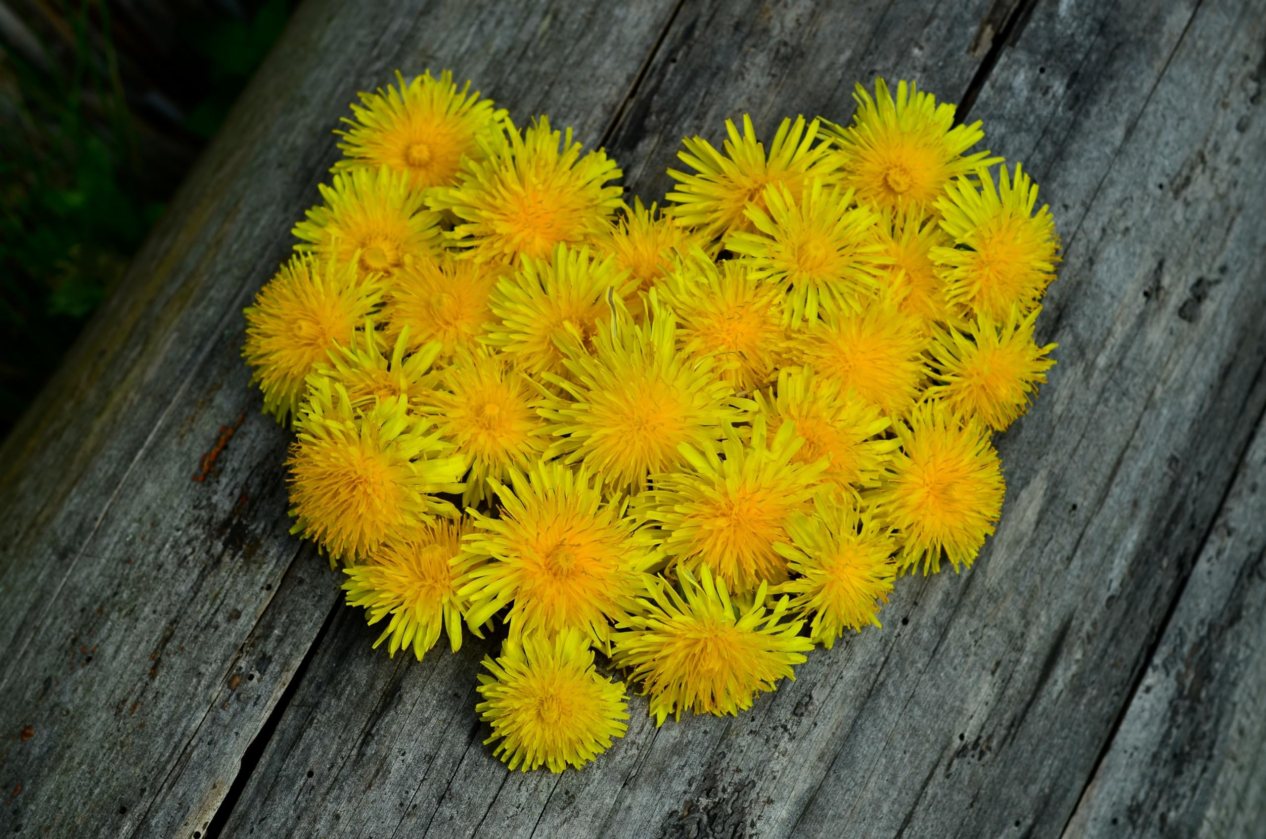 Löwenzahn (Taraxacum officinale) Samen. Pusteblume, Hasenfutter, Heilpflanze (200000 Samen = 110,0g)