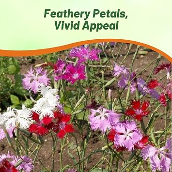 Outsidepride Superbus Mix Dianthus Seeds for Planting - 10000 Pcs Easy to Grow & Hardy Perennial Flower Seeds with Colorful & Fragrant Blooms, for Mixed Plantings, Containers, Pollinator Gardens