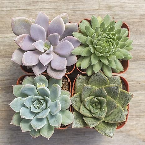 Amazon Co Jp 多肉植物 実物植物 温室栽培 農場直 室内植物 2 Diy 工具 ガーデン Amazon Co Jp 多肉植物 実物植物 温室栽培 農場直 室内植物 2 Diy 工具 ガーデン