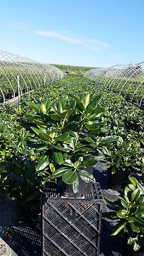 Vista 2 de Green Promise Farms Rododendro `Scintillation` Evergreen, contenedor de 3 tamaños, rosa suave