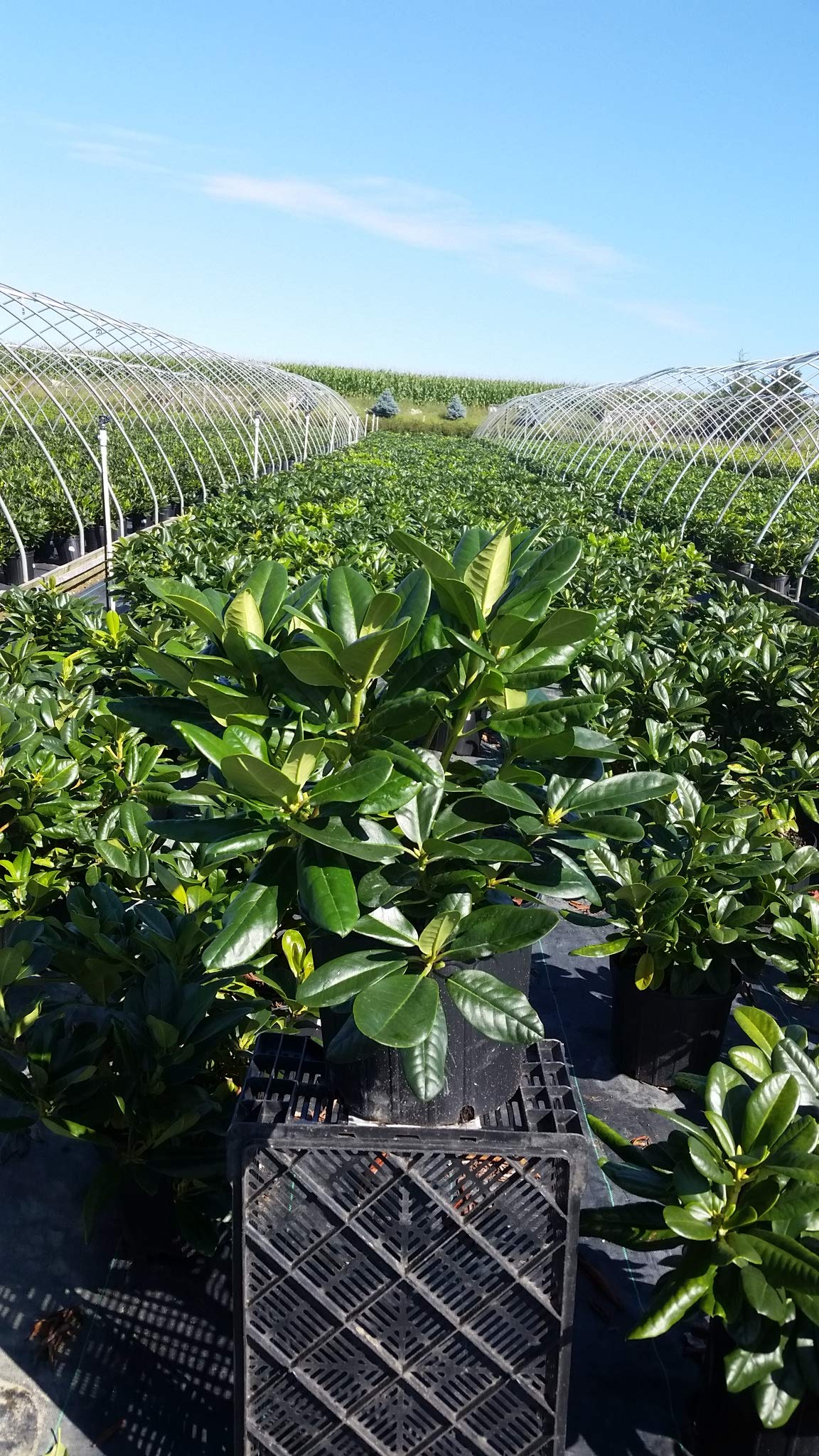 Green Promise Farms Rhododendron "Scintillation" Evergreen, contenitore di 3 dimensioni, rosa tenue