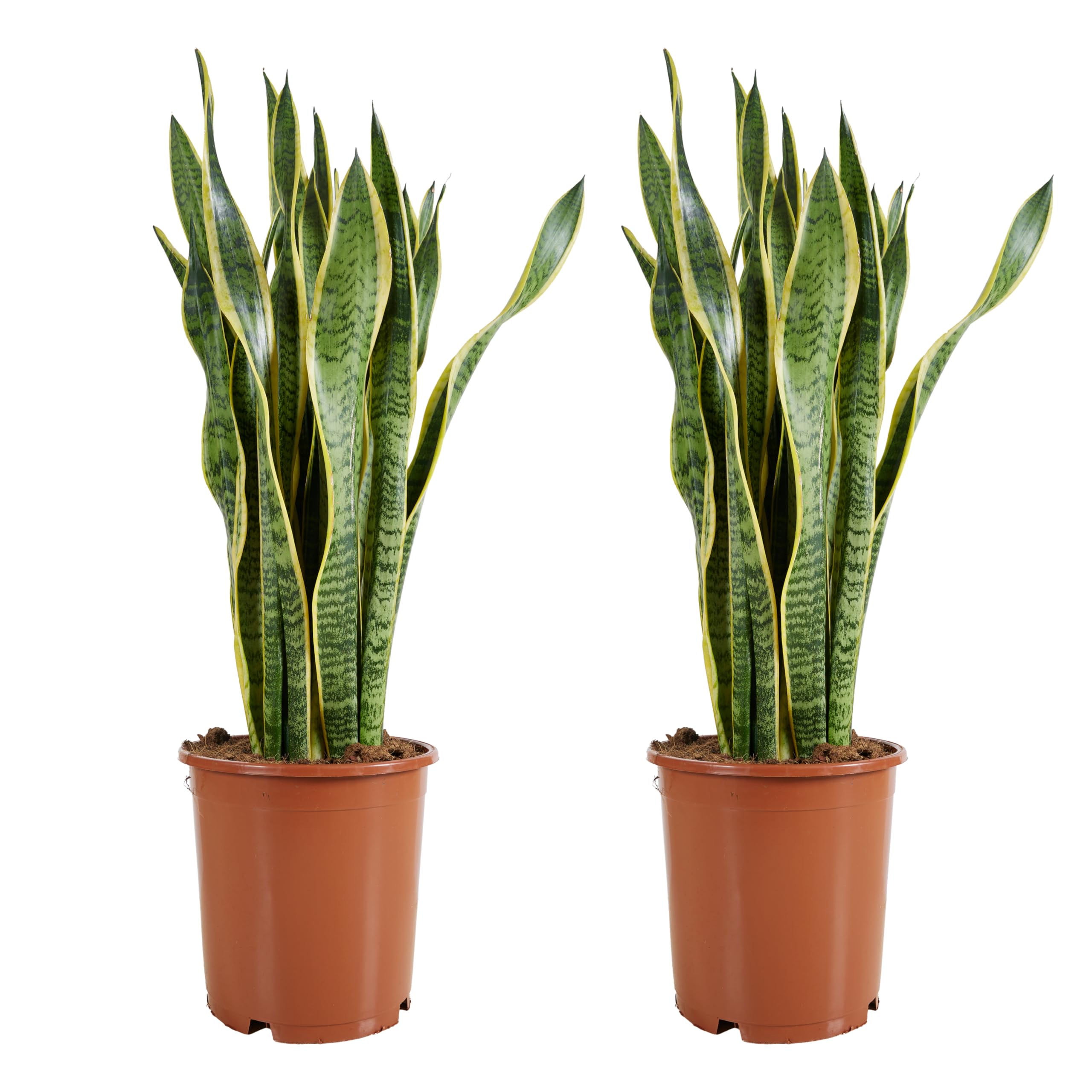 Sansevieria Laurentii Plante d'Intérieur Salon Bureau Déco Moderne Lot de 2 Bloomique
