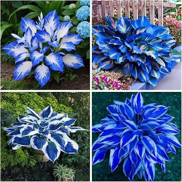 Mixrug 285+ Hostas Seeds Dark Blue for Planting-Hostas Seeds Blue Perennials- Rare Hosta Seed Midnight Blue Plants Non-GMO Heirloom for Outside Garden Home - 2