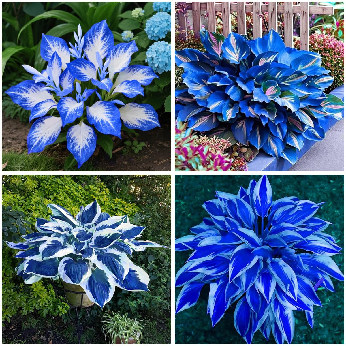 Mixrug 285+ Hostas Seeds Dark Blue for Planting-Hostas Seeds Blue Perennials- Rare Hosta Seed Midnight Blue Plants Non-GMO Heirloom for Outside Garden Home — view 2