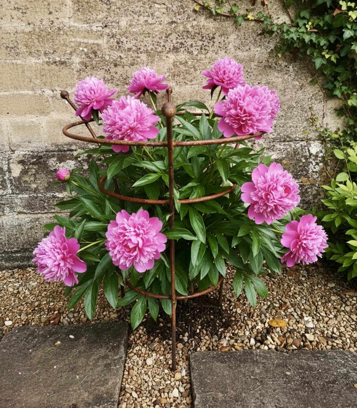 Premium Heavy-Duty Peony & Shrub Rose Support (Large),10mm Solid Steel Plant Support Ring – 28" (71cm) Tall x 21.5" (55cm) Top Ring – Bare Metal Patina Finish – Fully Assembled, UK Made Plant Support