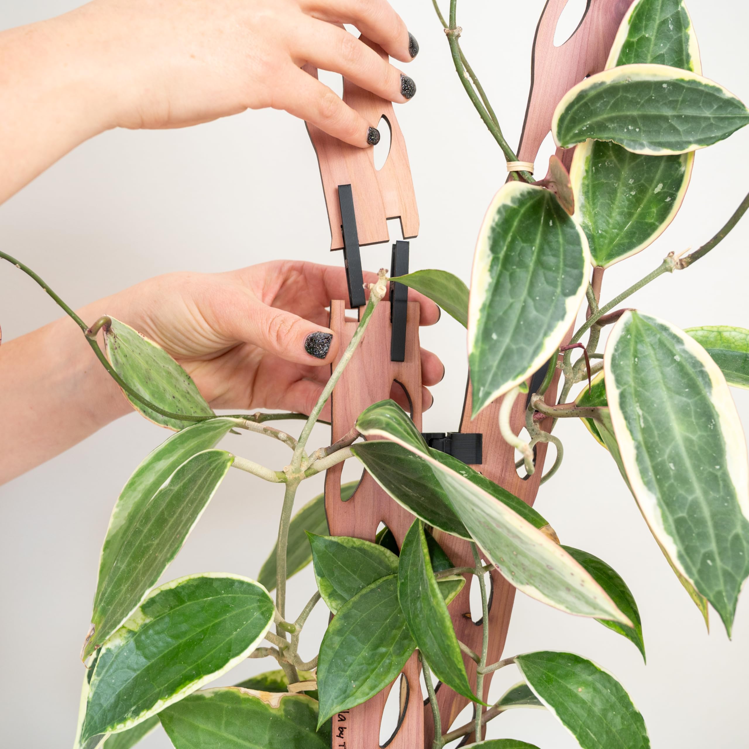 Amazon.com: Treleaf Zella Regular Starter Kit – Wooden Extendable