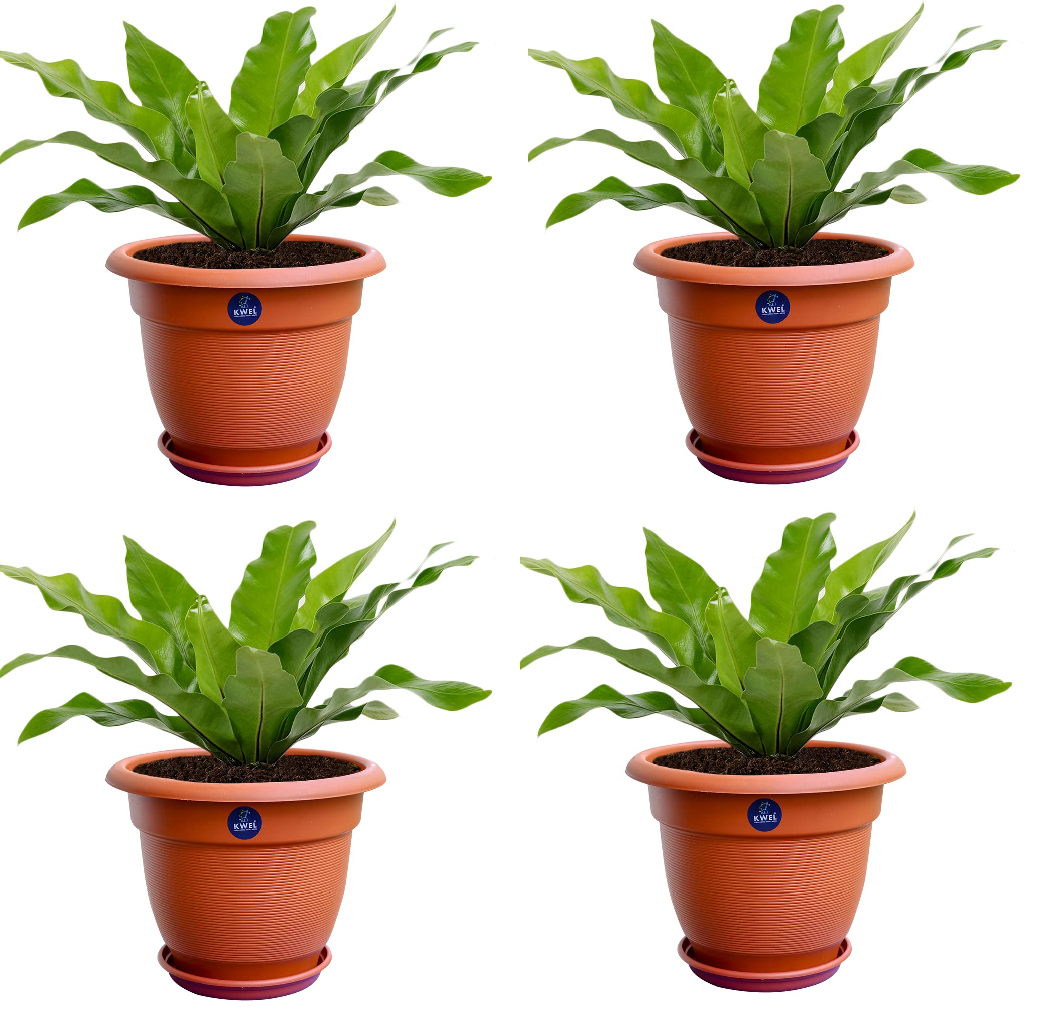 KWEL Round Elegance Pots for Plants with Outer Tray for Balcony Gamla with Drainage Holes - Brown Size 12 Inch - Pack of 4 (B09PBYBH66) Amazon Price History, Amazon Price Tracker