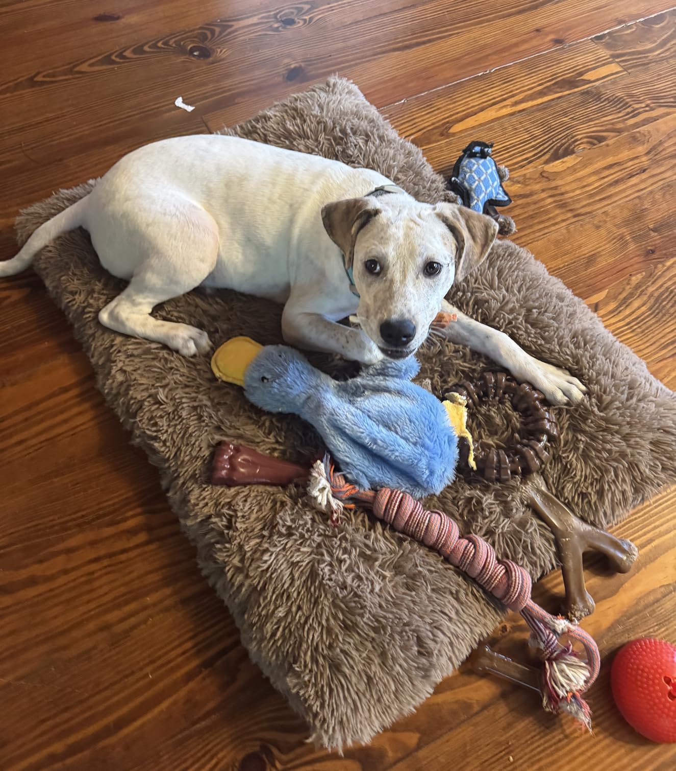 Benebone Wishbone Durable Dog Chew Toy for Aggressive Chewers, Real Bacon, Made in USA, Medium photo review