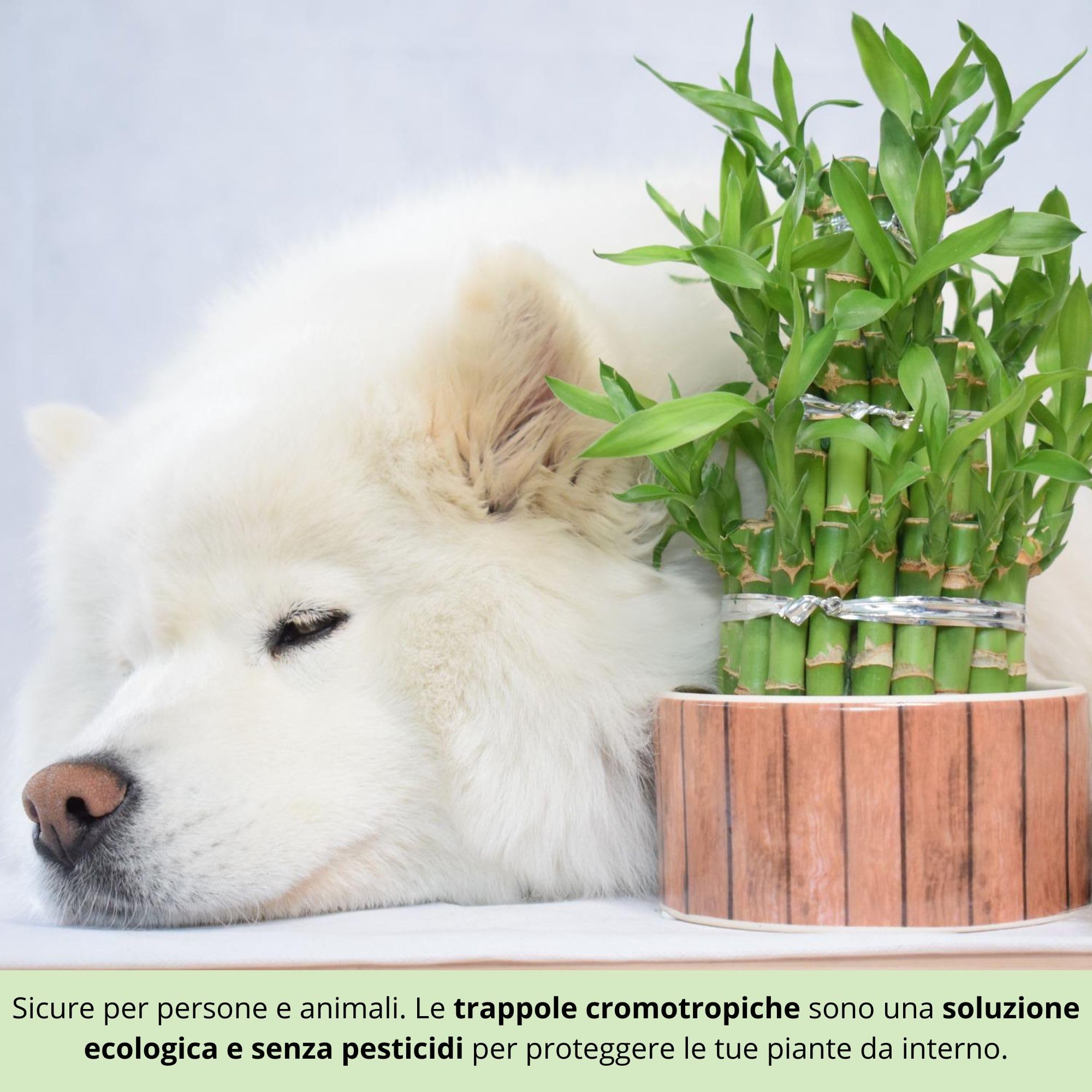 Nematodi contro i Moscerini del Terriccio + Trappole Gialle Adesive – Trattamento contro Moscerini delle Piante, Gli Sciaridi, Mosche del Terriccio per Piante da Intern (3M Nematodi + 10 Trappole)