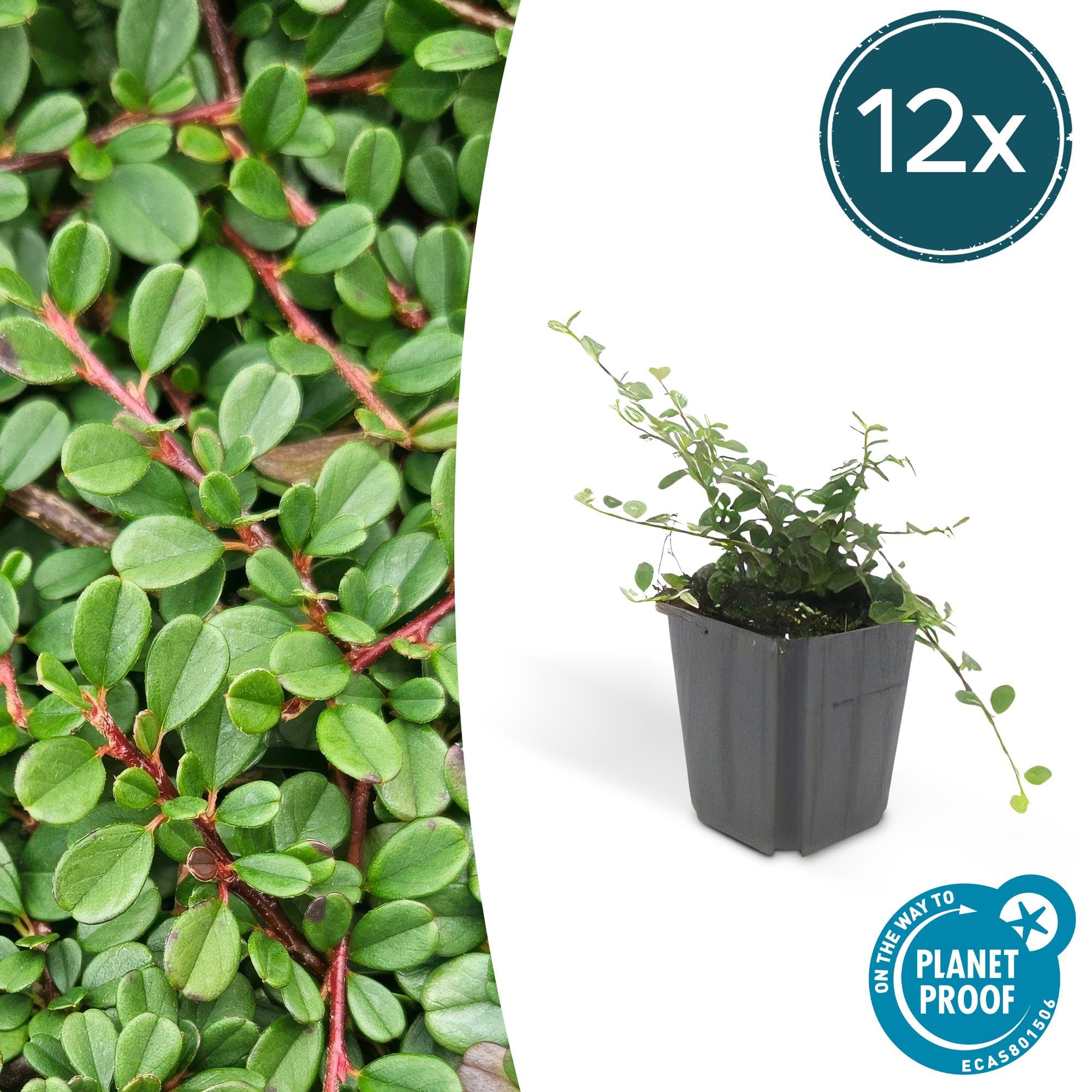 Irga Cotoneaster Streibs Głaz okrywowy, zestaw 12 sztuk, 10-25 cm