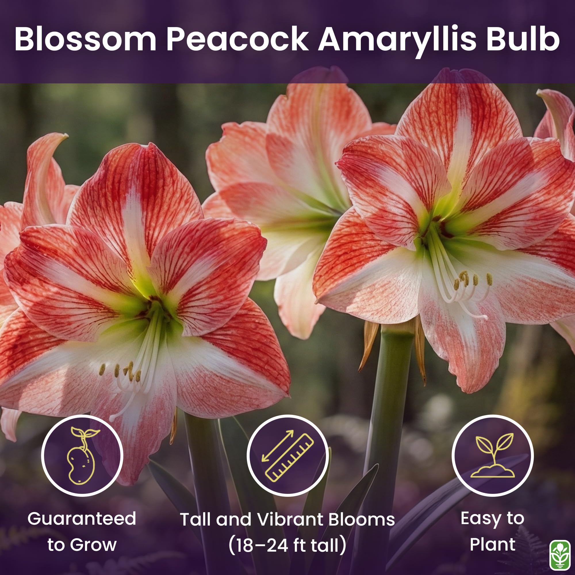 Amazon.com : Blossom Peacock Amaryllis Bulb Double White with Red 