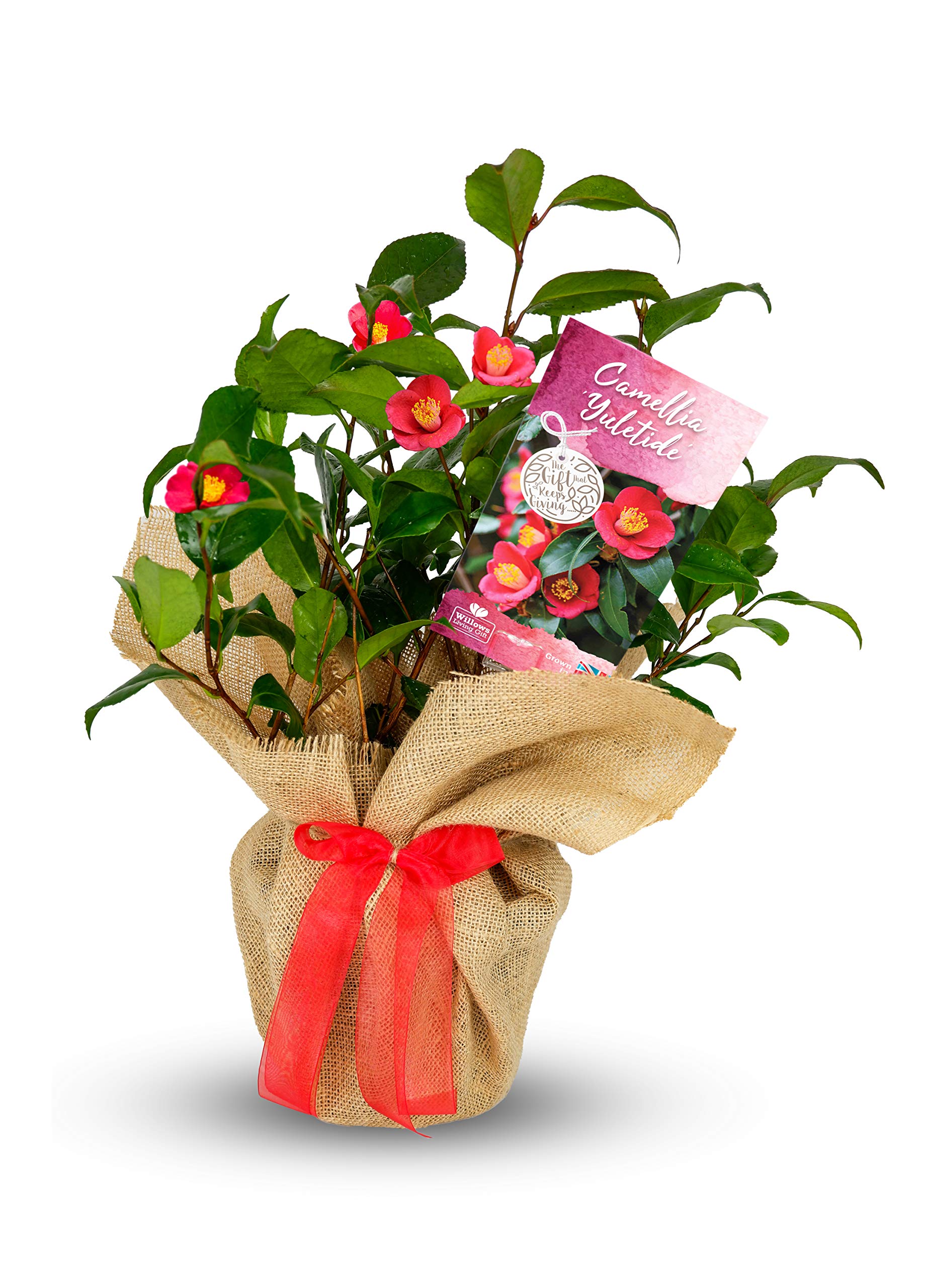 Carbeth Plants Camellia 'Yuletide' - Christmas Plant - Evergreen Camellia Gift Wrapped With Festive Ruby Red Bow - Perfect for Gifting