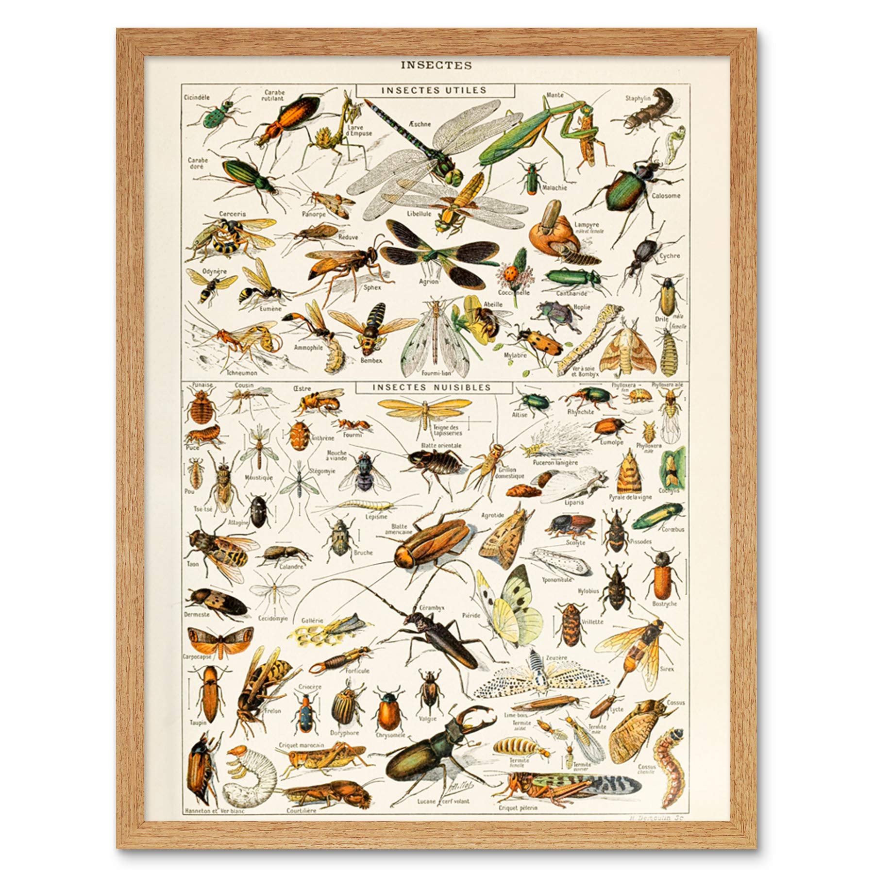 Artery8 Millot Encyclopedia Page Insects Dragonfly Art Print Framed Poster Wall Decor 12x16 inch