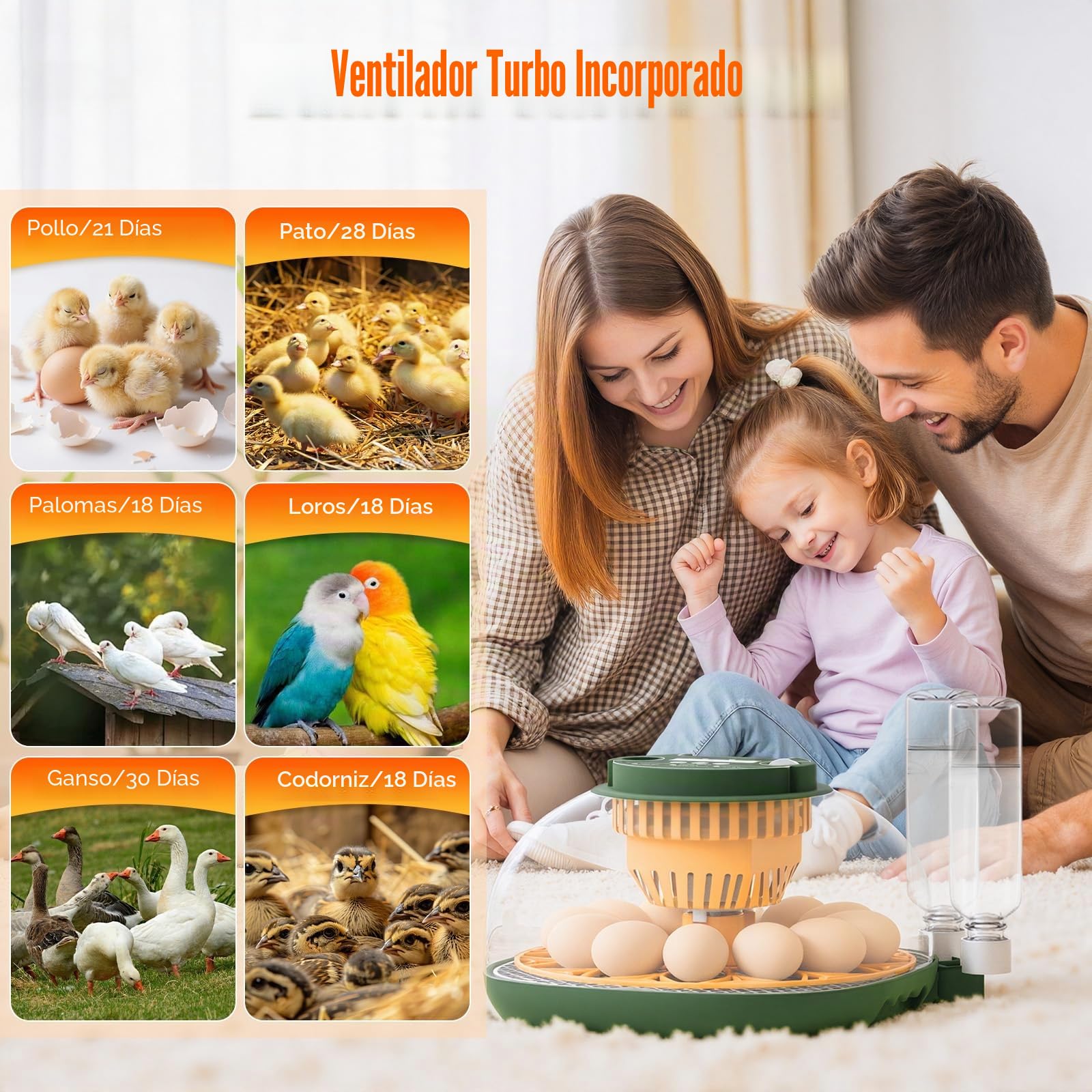 Incubadora Huevos Gallina, 12 Huevos, con Función Llenado Automático Agua, Volteo Automático Huevos, Control Temperatura y Humedad, Función Ovoscopía, para Gallinas, Codornices, Patos (A)