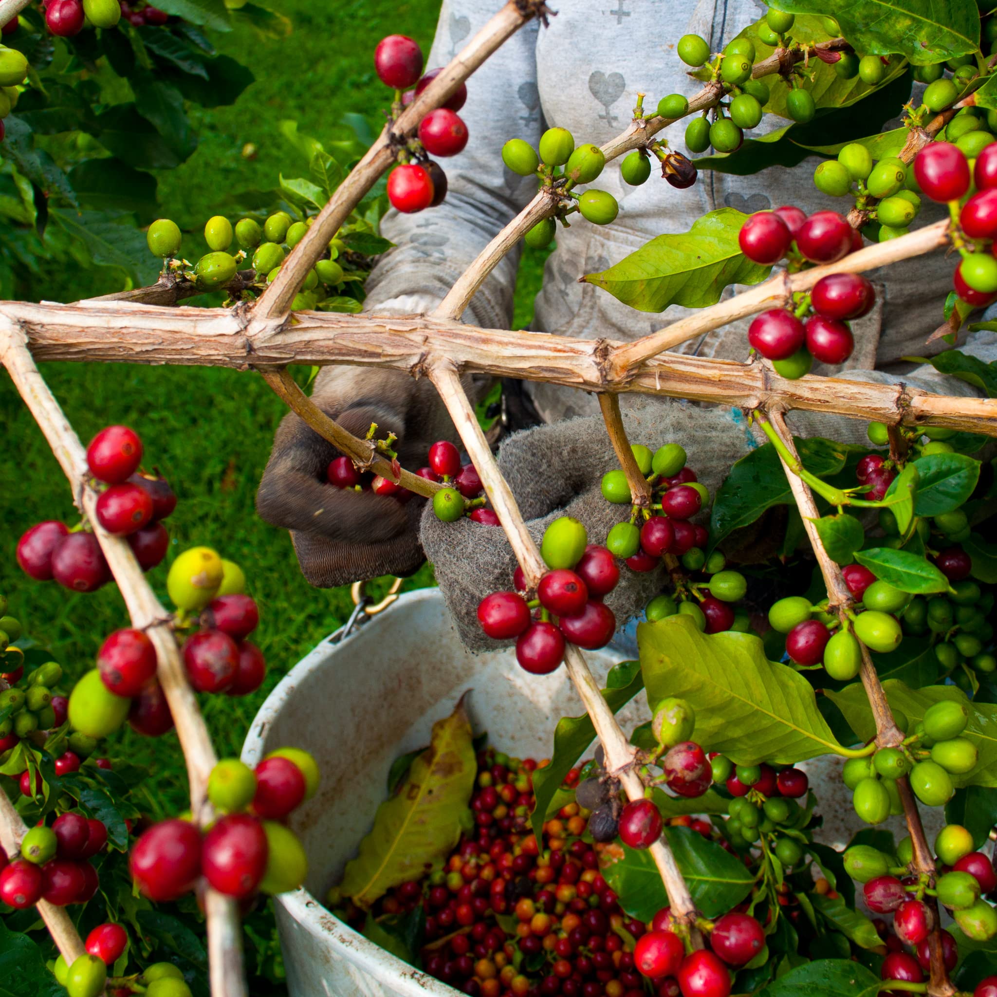 Amazon.com : Greenwell Farms 100% Hawaiian Kona Coffee - Chocolate