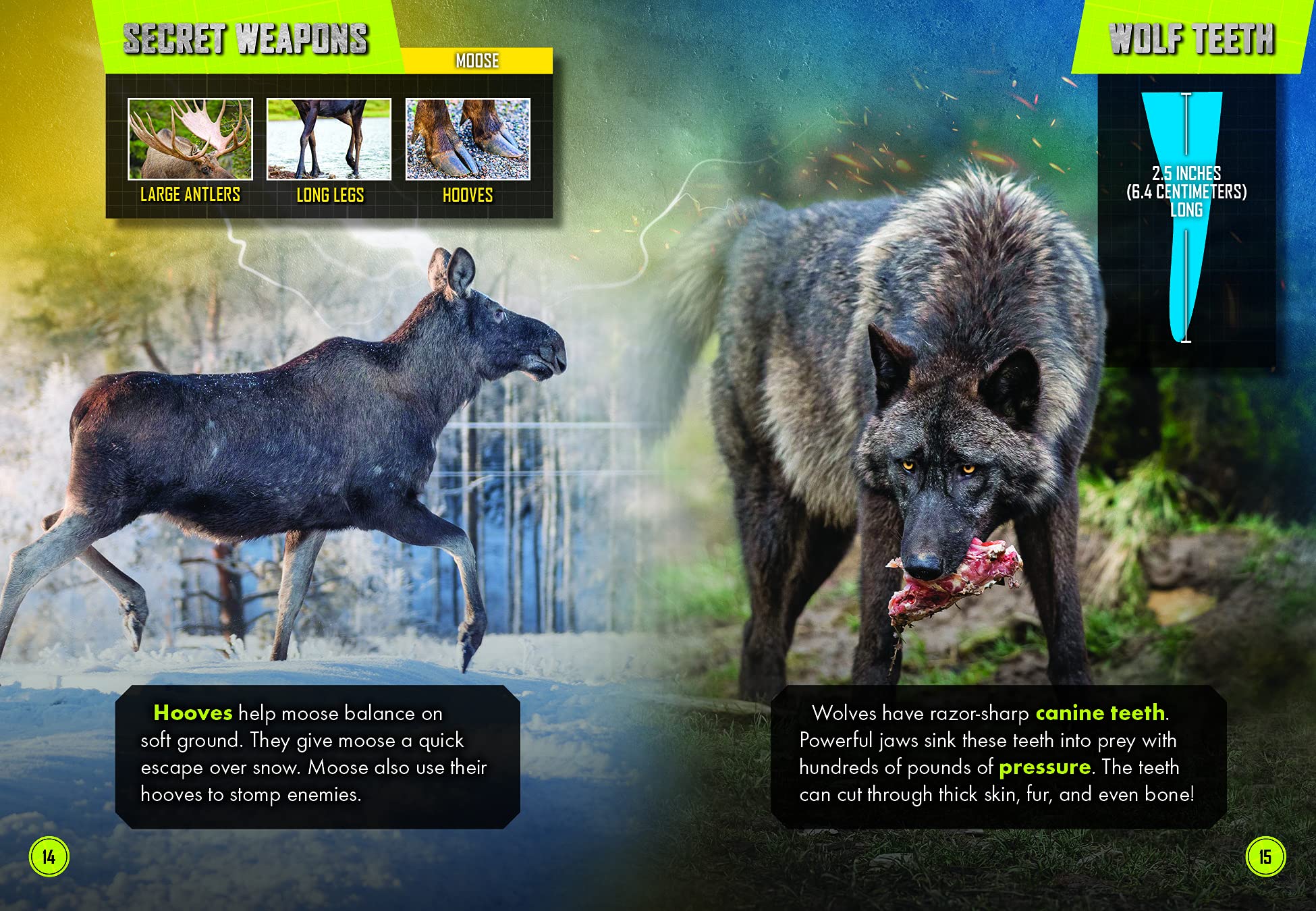 Wolf Pack vs. Moose