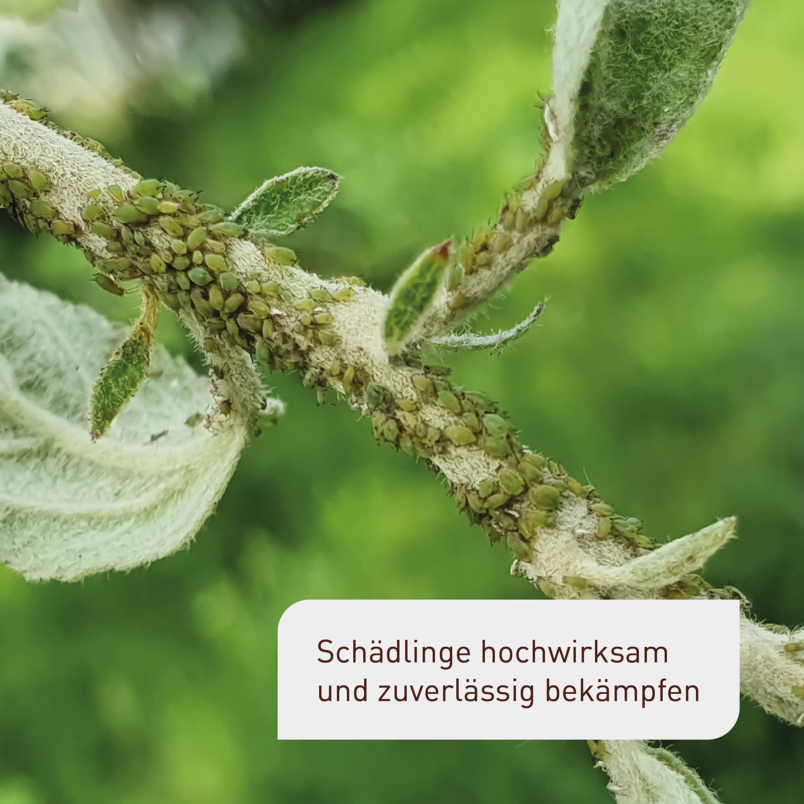 Plantura Bio-Schädlingsfrei Neem, effektive Schädlingsbekämpfung mit Neem, gegen Blattläuse, Thripse & Co. an Gemüse, Kräutern & Zierpflanzen, 75 ml Konzentrat für bis zu 25 L (300 m²)