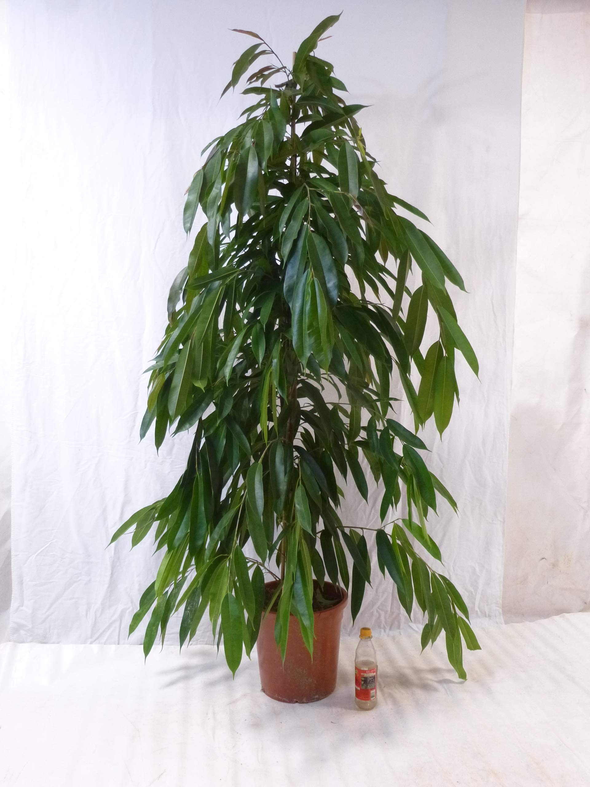[Palmenlager] - XL Ficus bin. "Amstel King" - 160 cm/Zimmerpflanze ähnlich benjamini