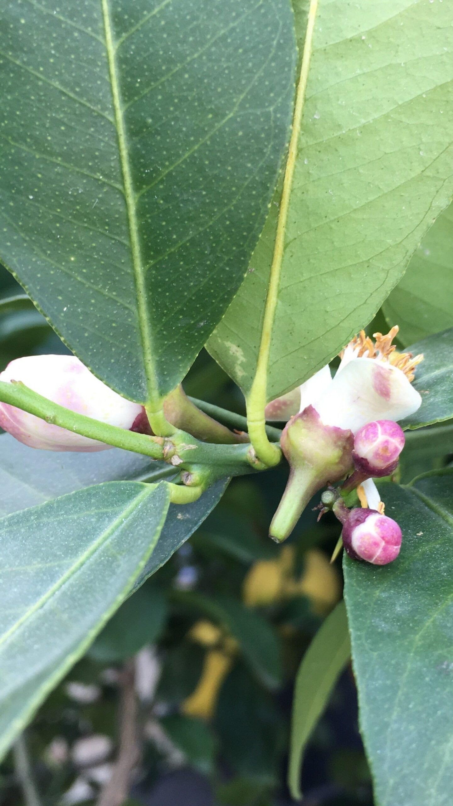 Pianta di Limone Femminello Siracusano in Fitocella - Produttivo e Succoso