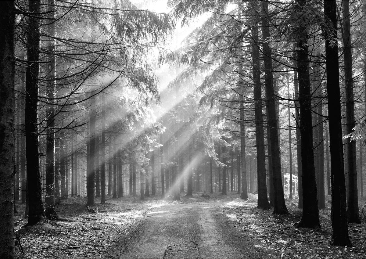 Stukk White Forest Nature Landscape Black & Poster - A4 (210 X 297Mm)
