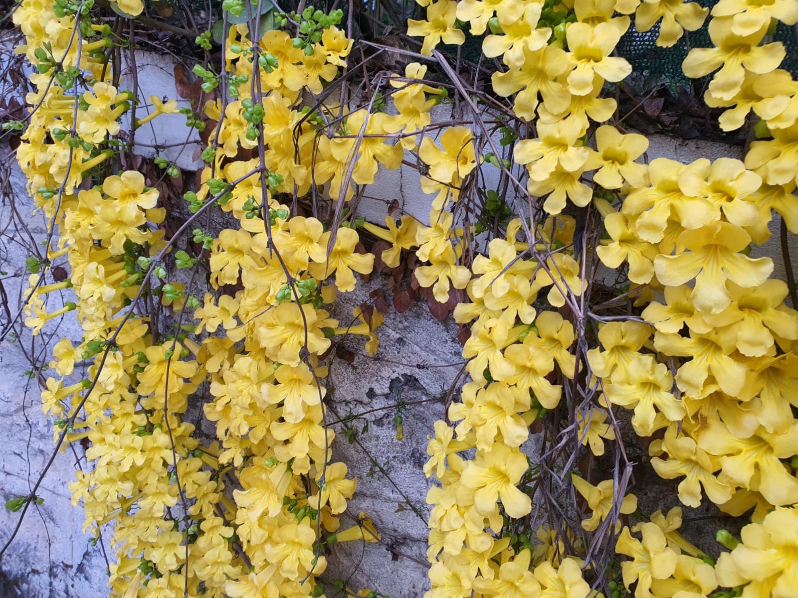 Cat's Claw Creeper Plant, Fast-Growing Climber with Vibrant Yellow Flowers for Garden & Walls, Easy to Grow, Hardy from Wynorg (2 CATS CLAW)