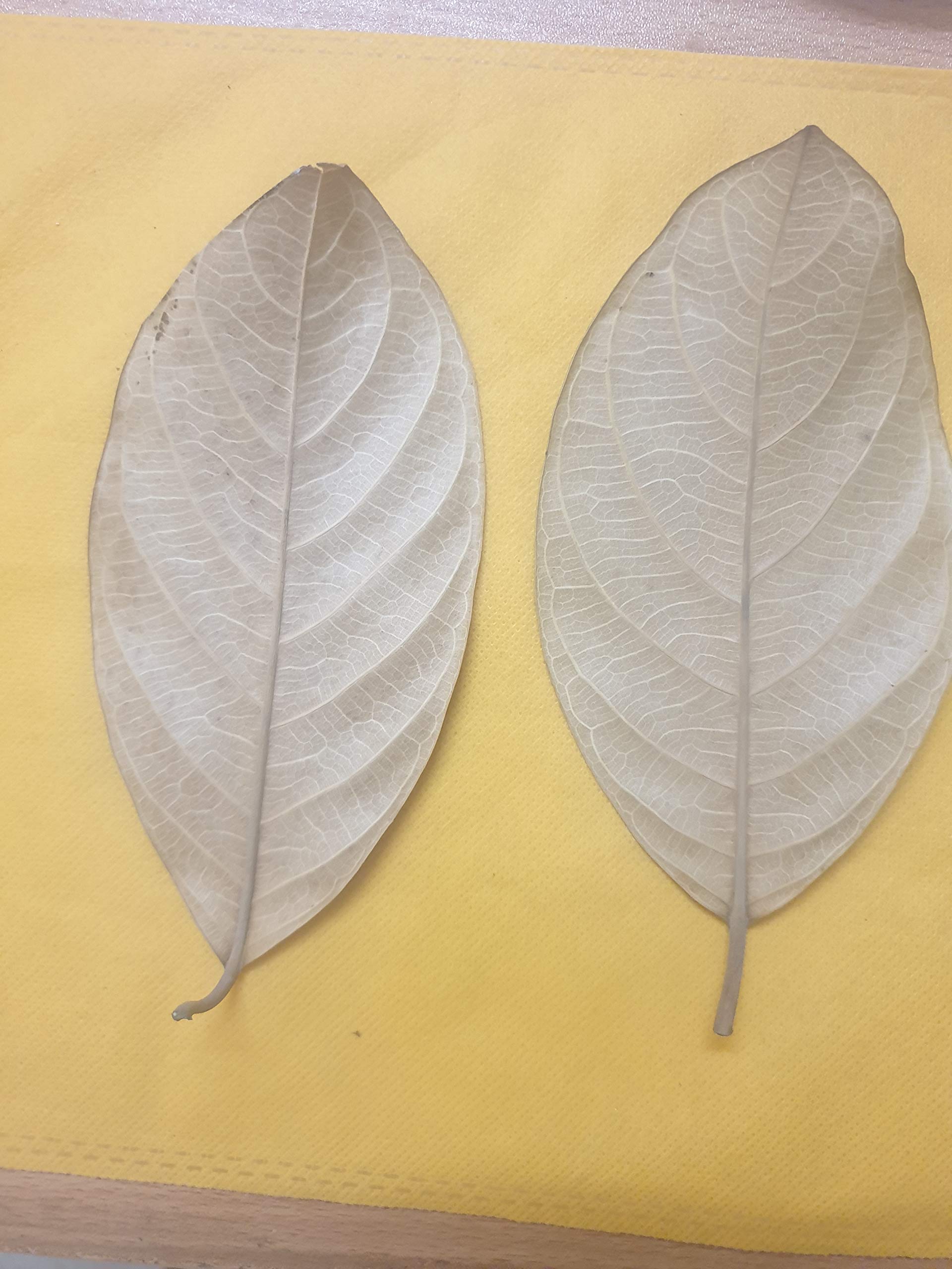FarmCrane 25 Jack fruit Leaves100% Naturally Aged, For Costly Fish Aquarium (B08PB7KKS2) Amazon Price History, Amazon Price Tracker