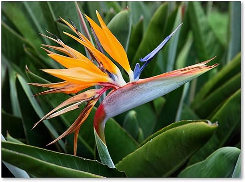 Bird of Paradise por Pierre Leclerc, arte de pared en lienzo de 22 x 32 pulgadas
