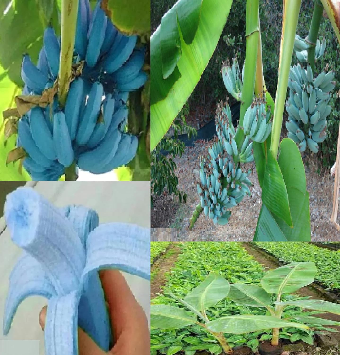 Greenursery Banana Outdoor Fruit Plant For Home and Garden with Pot (Pack of 1) (Blue) (B0D3BBNGP1) Amazon Price History, Amazon Price Tracker