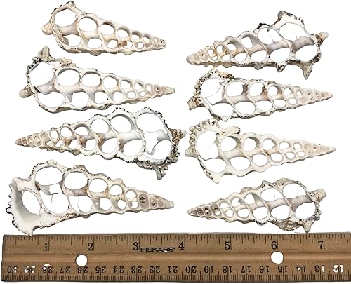 Miniatura 7 de PEPPERLONELY 10 conchas marinas grandes de cerithium nodolosum de corte central, 3 pulgadas  4 pulgadas