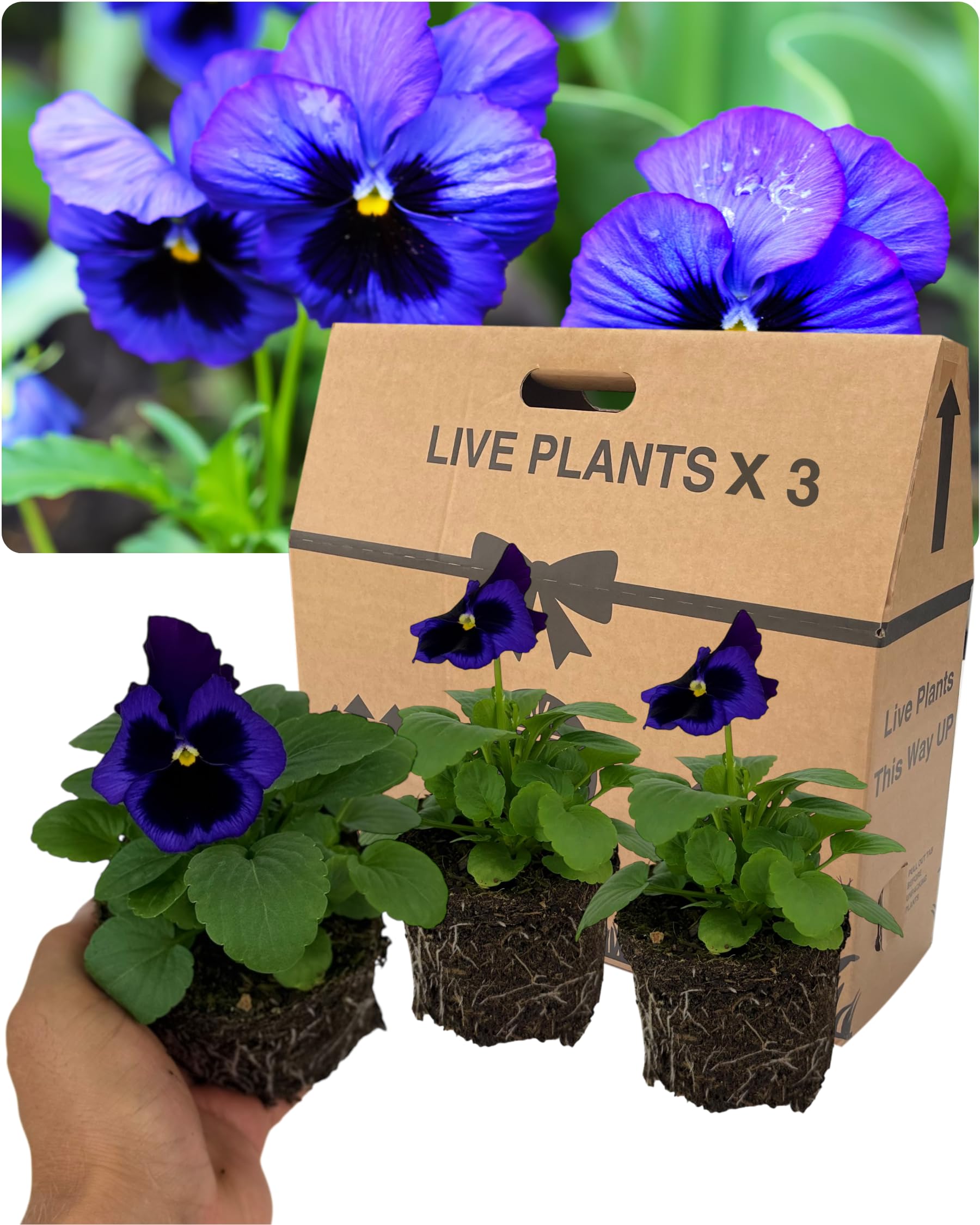 Pansy Delta Pro Neon Violet Bedding Plants – Set of 3 Outdoor Garden Ready Flowering Plants. Supplied as Well-Rooted 10.5cm Rootballs. Intense Violet Winter & Spring Colour for Borders & Containers