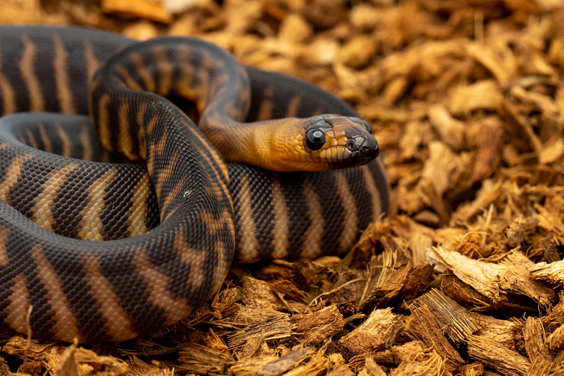 BabiChip - Substrato de reptil de coco pequeño de 12 cuartos de galón y ropa de cama para terrarios de geco, hábitat de tortuga, recintos de pitón de bola y tanques bioactivos, 2 unidades