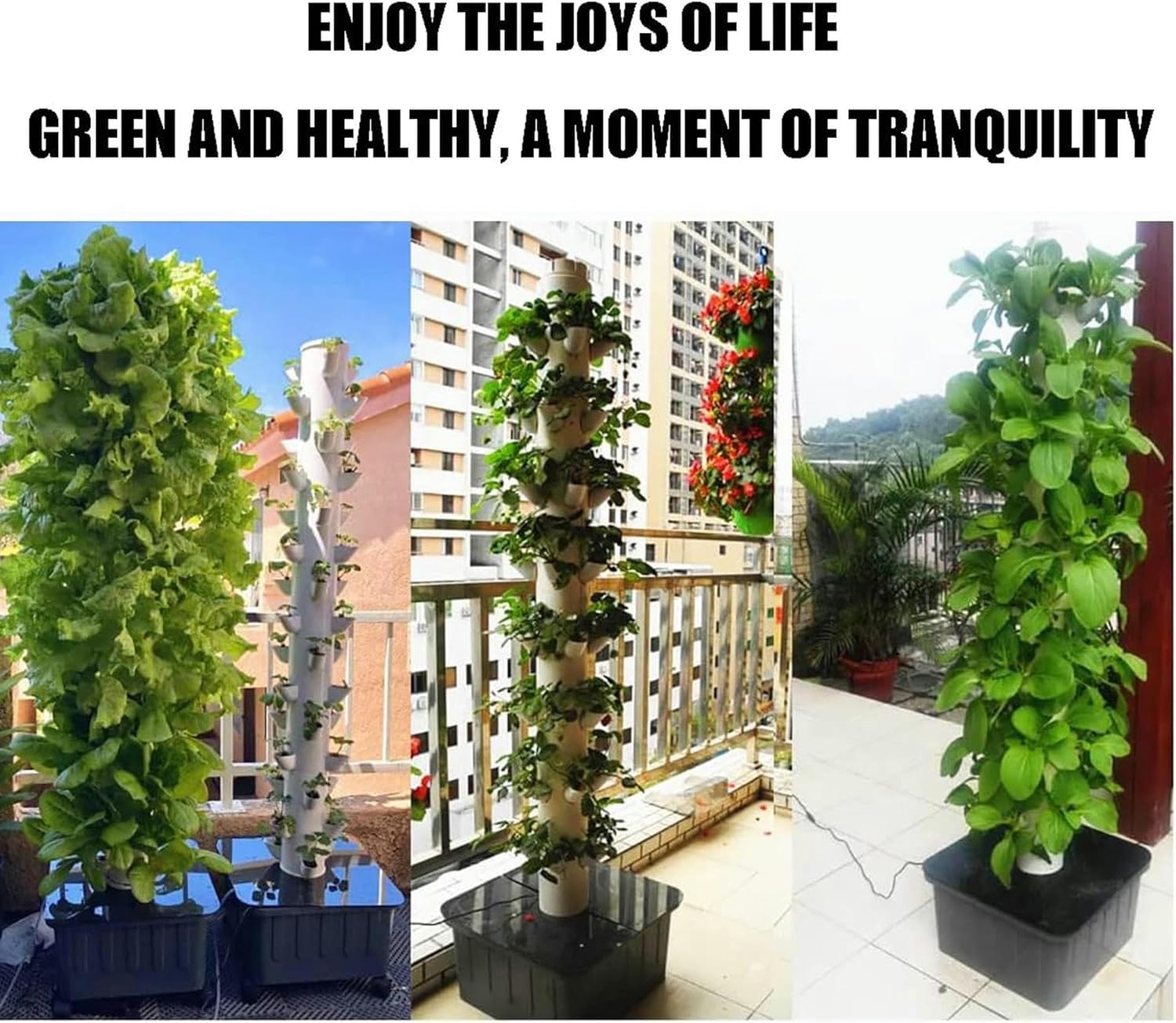 フィカス ベンガレンシス 螺旋仕立て 曲がり 6号鉢 ゴムの木 屋外育成