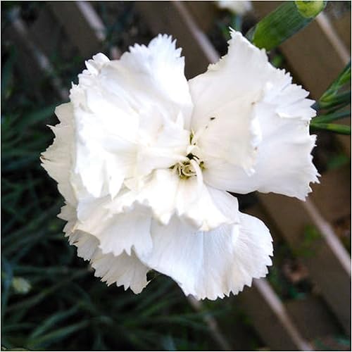 Miniatura 2 de Seed Needs, Semillas de clavel blanco de granadina, 500 semillas tradicionales para plantar Dianthus caryophyllus - Flores cortadas anuales para