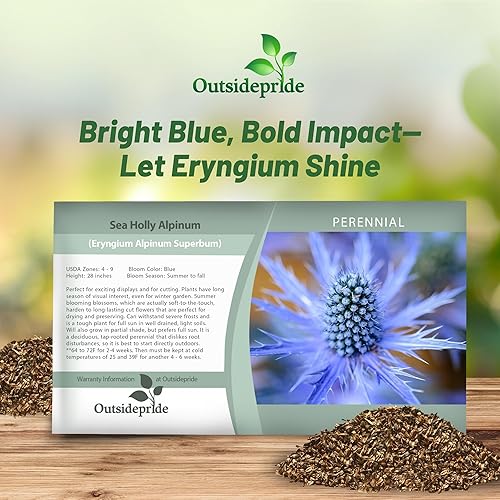 Miniatura 5 de Outsidepride Eryngium Alpinum - Semilla de flores - 200 semillas