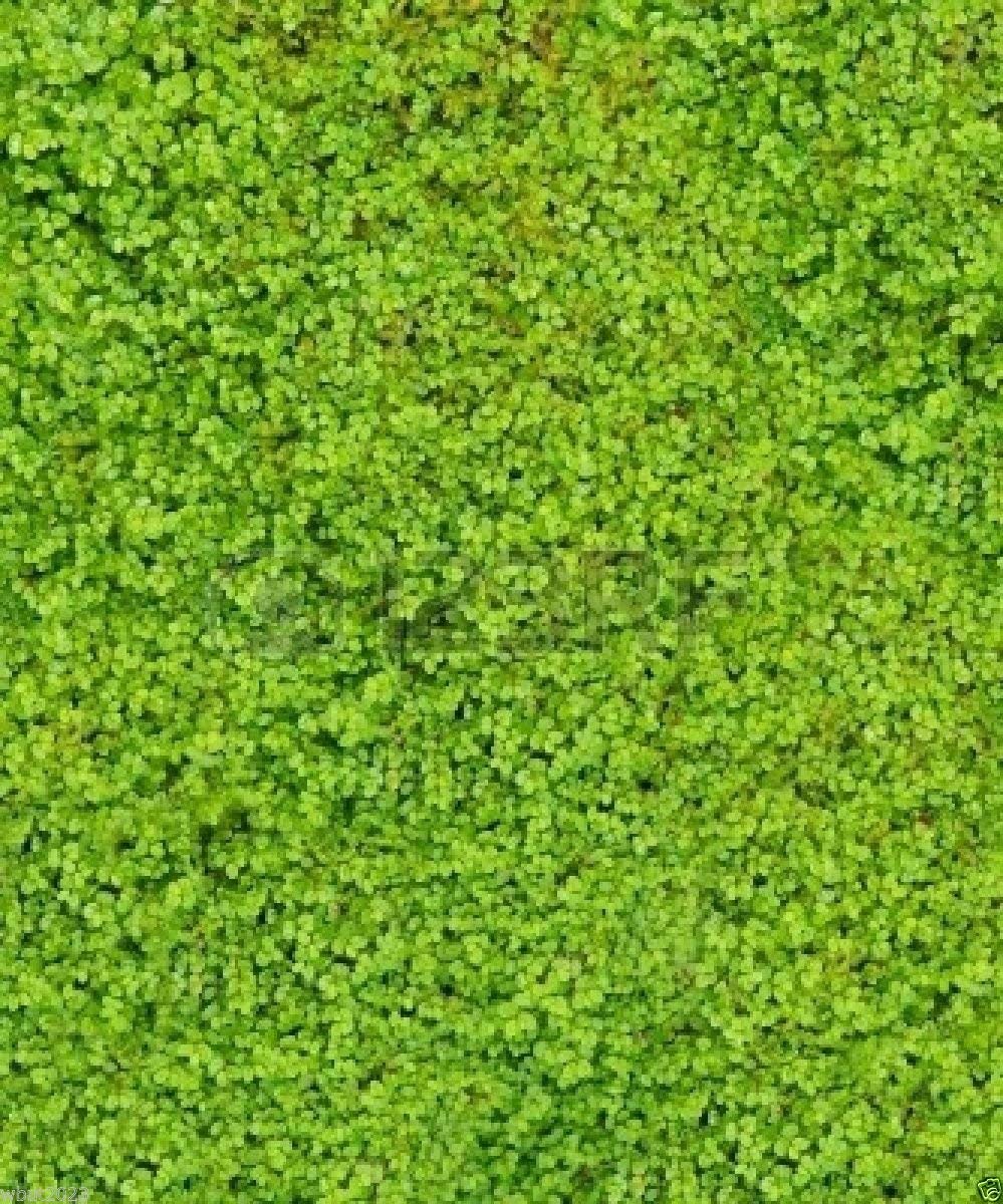 SVI 500 Irish Moss Seeds