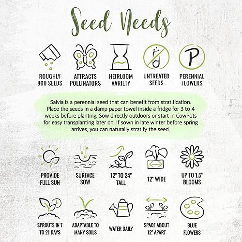 Miniatura 8 de Seed Needs Semillas de salvia azul zafiro para plantar, reliquia y salvia polinizada abierta, cultiva un jardín de mariposas con plantas con flores