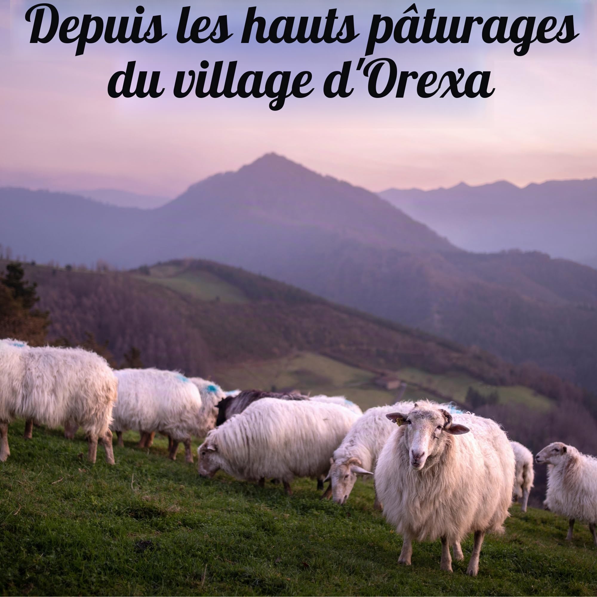 THE BASQUE gourmet - Fromage blanc de brebis – Fromage Idiazabal AOP Naturel entier – 1,2 kg – Lait cru – Fromage affiné artisanal du Pays Basque – Présenté en boîte cadeau (1,2 Kg, Naturel)