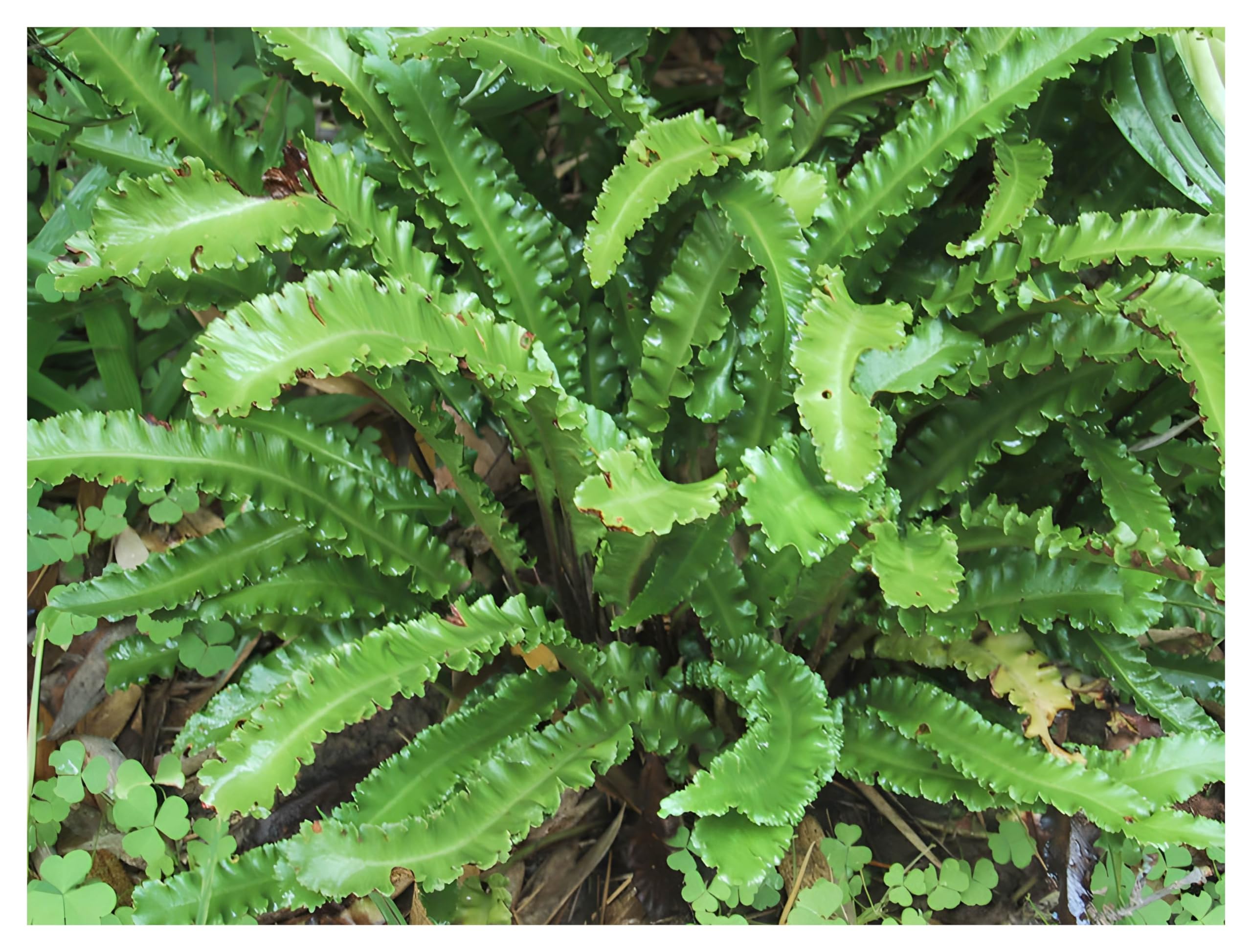 Stauden Gänge 3 x Phyllitis scolopendrium 'Angustifolium' im 1 Liter Topf (Farn/Winterhart/Mehrjährig/Staude/Immergrün) Hirschzungenfarn - Der Farn für harmonische Gartenräume