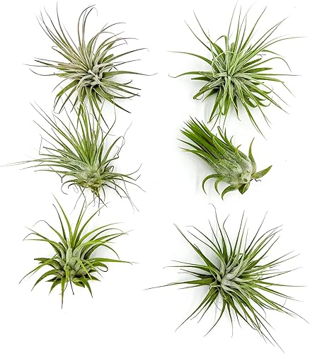 ragnaroc Plantas de aire - Tillandsia Ionantha Ionantha, Regular 2-3 pulgadas - 6 unidades - Llegada en vivo garantizada - Plantas de interior para