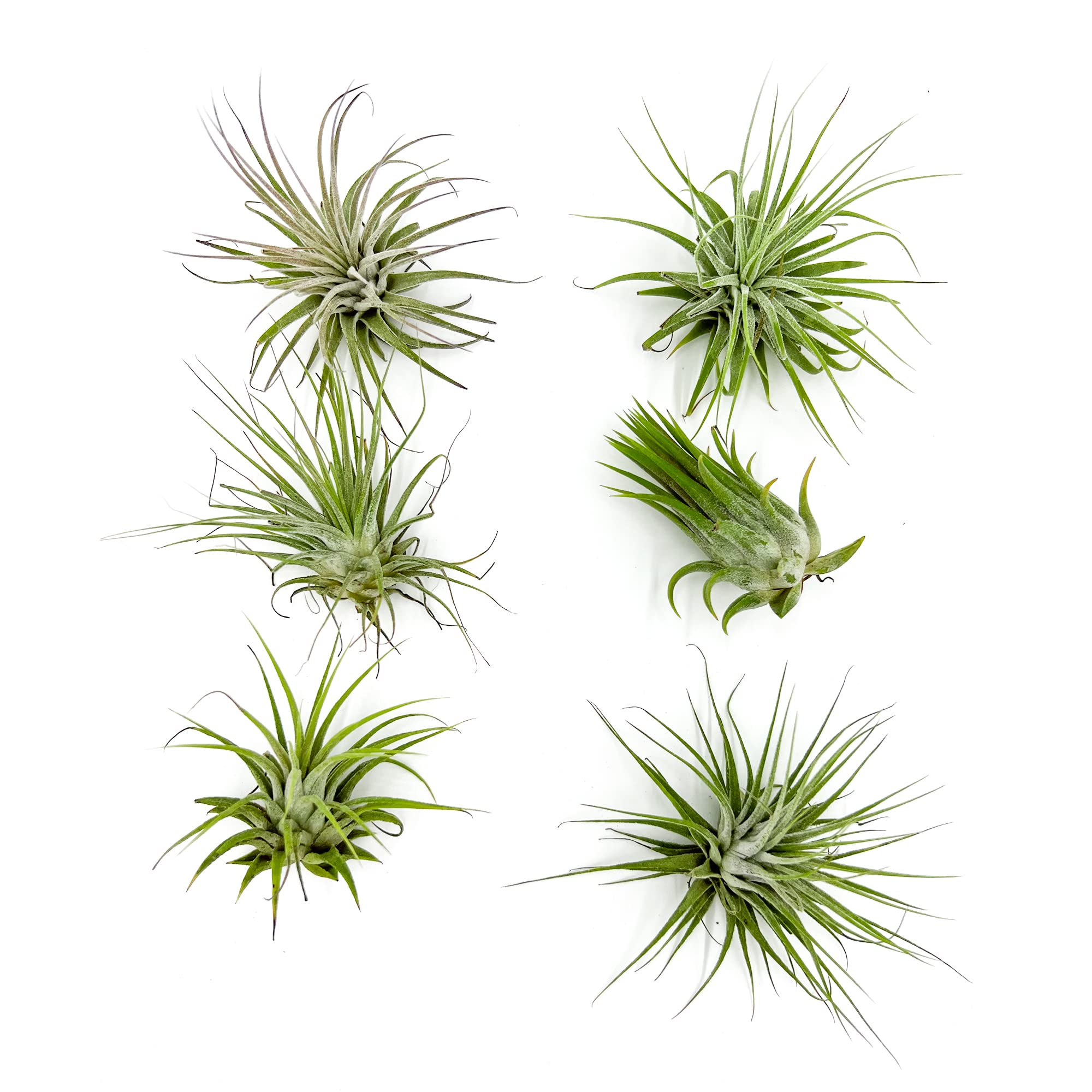Air Plants - Tillandsia Ionantha Ionantha, Regular 2-3" - 6ct - Live Arrival Gauranteed - House Plants for Home Decor & Gift