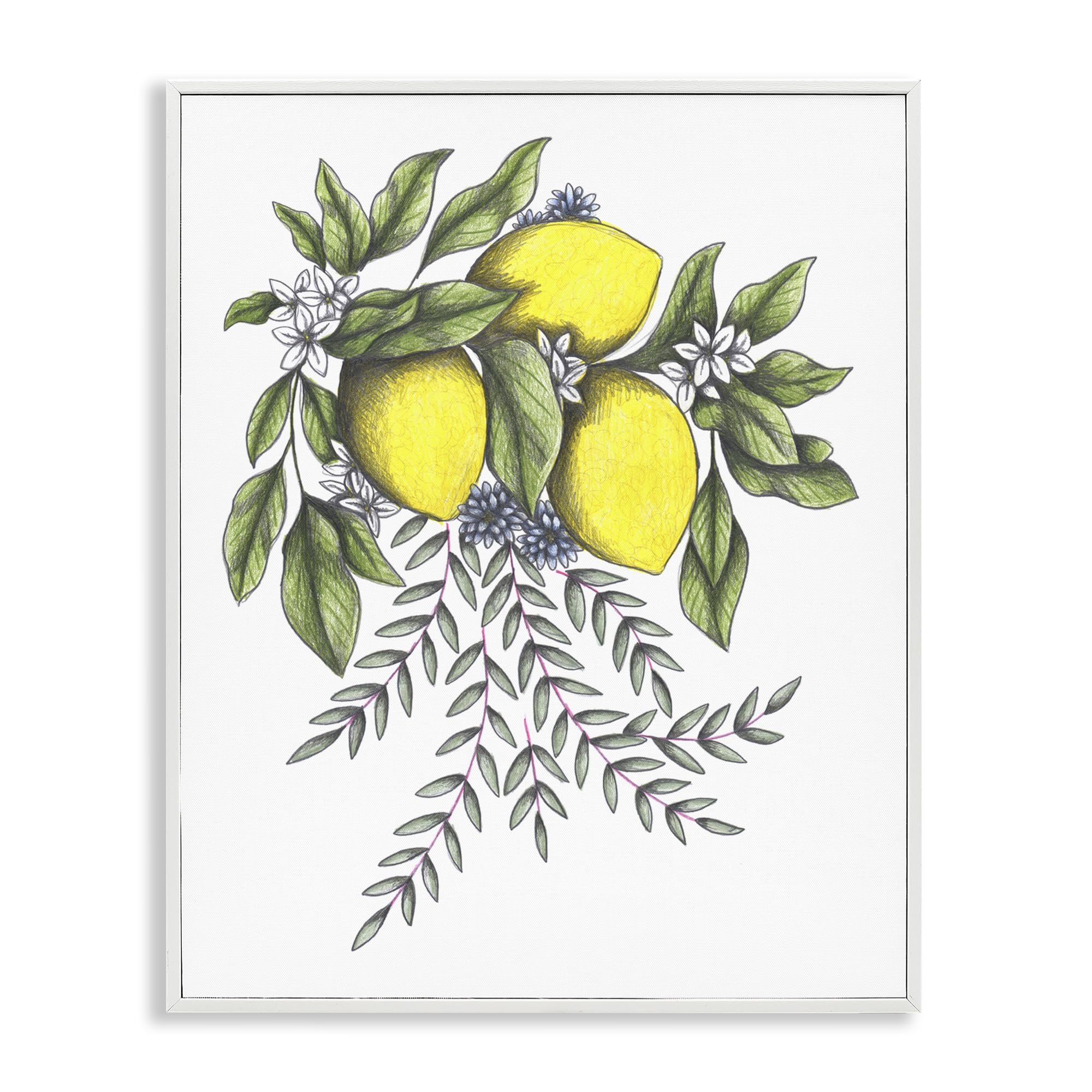 Croquis vintage citrons et fleurs Cecilia Battaini encadrement noir haut de gamme 35x27cm