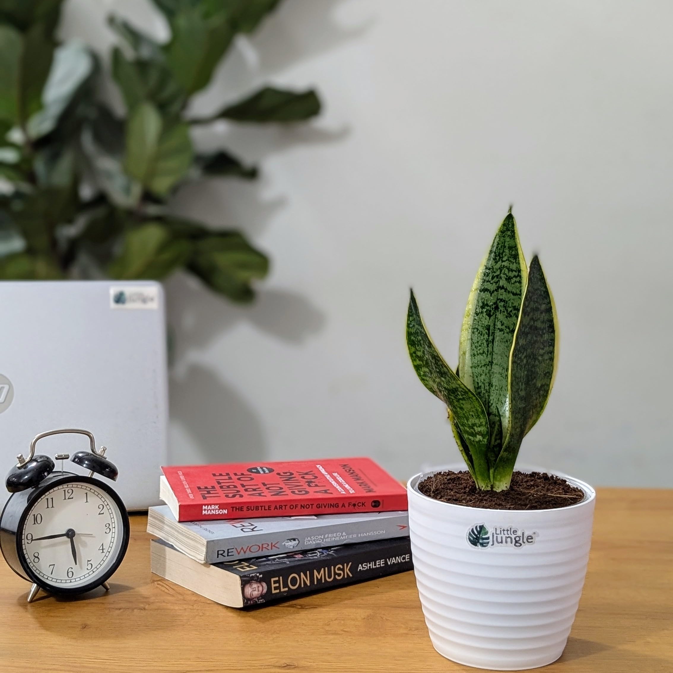 LittleJungle Sansevieria Laurentii - Live Plant with 5.5 Inches White Decor Pot | Indoor Plant For Home | Snake Plant | Live Plants Indoor | Live Plant With Pot For Home Decor |