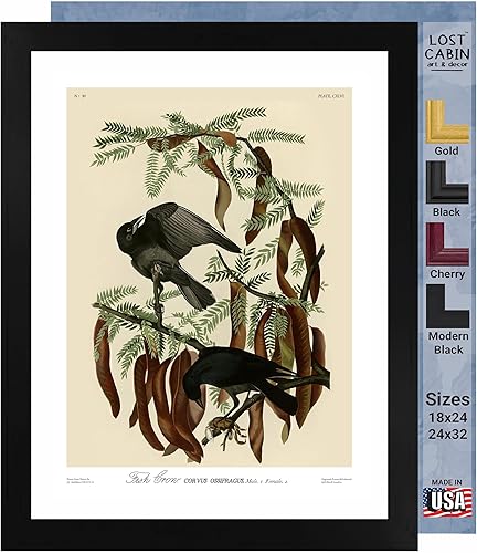 Póster enmarcado con diseño de cuervo de pescado de James Audubon para decoración de pared  Pósteres e imágenes de reproducción de pinturas de obras