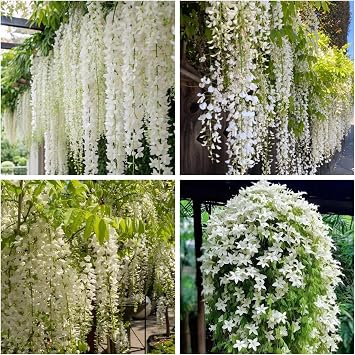 200+ Climbing Weeping Jasmine Flower Seeds Star Jasmine Flower Seeds for Planting Fragrant Plant Seeds Non-GMO Climbing Jasmine Garden Balcony Climbing Flower Garden Home