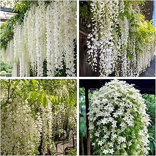 200+ Climbing Weeping Jasmine Flower Seeds Star Jasmine Flower Seeds for Planting Fragrant Plant Seeds Non-GMO Climbing Jasmine Garden Balcony Climbing Flower Garden Home