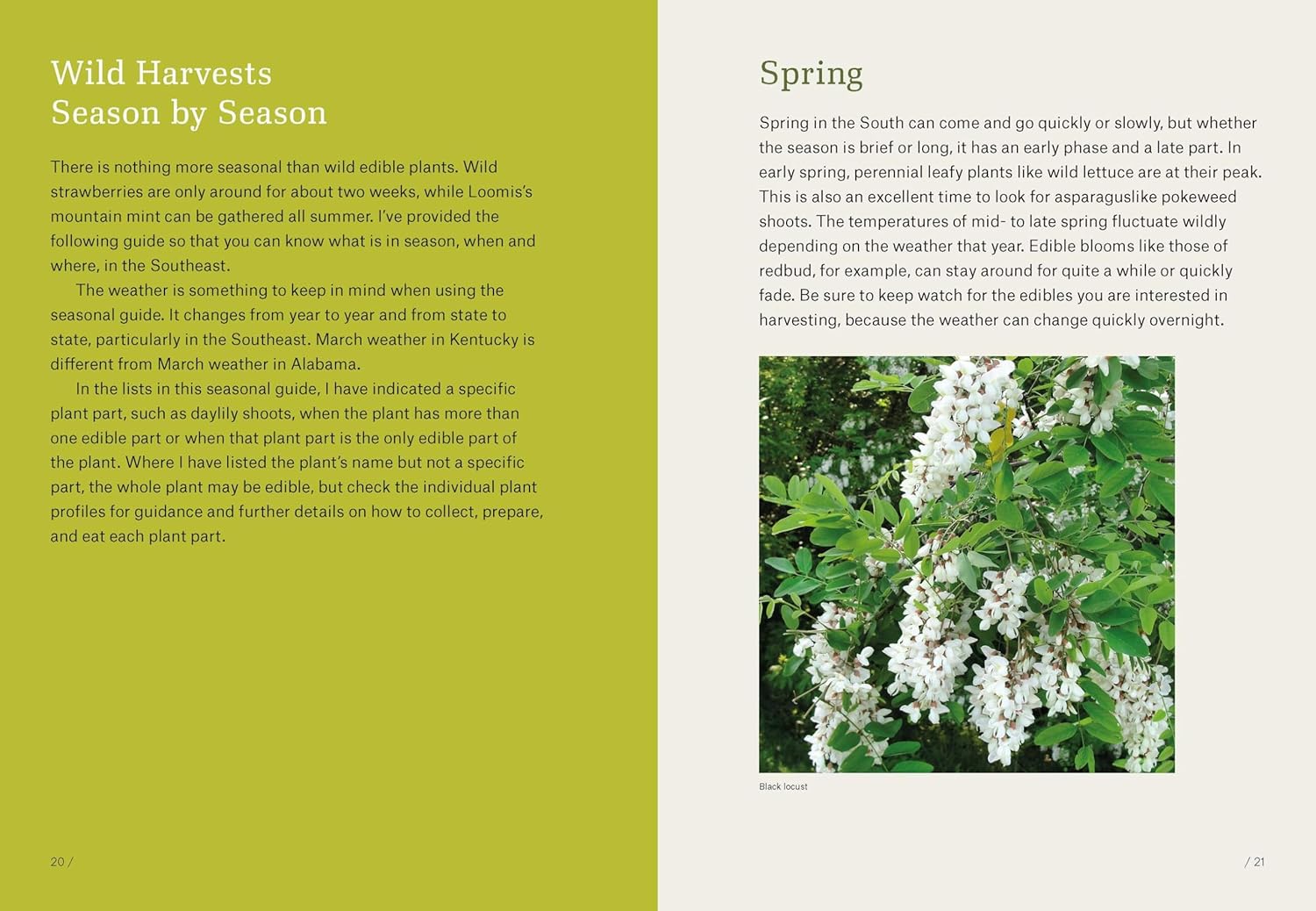 Southeast Foraging: 120 Wild and Flavorful Edibles from Angelica to Wild Plums (Regional Foraging Series) - Image 3