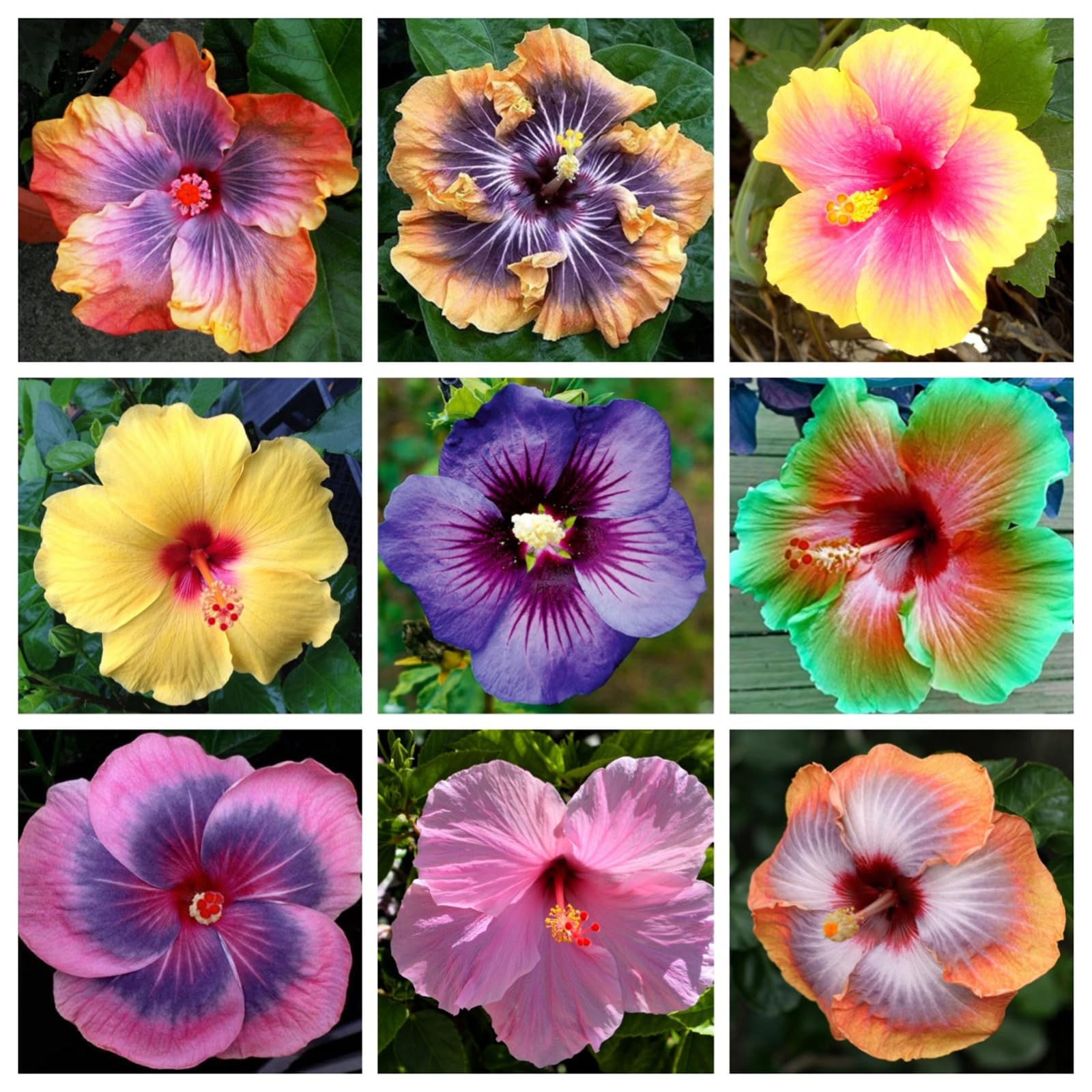 Perennial Hibiscus Bulbs/Hibiscus Plants for Sale/Cut Flowers/Natural Organic/Greening Flower/Wedding Flowers-2 Bulbs-b